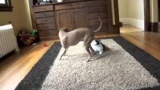 Italian Greyhound vs.Cat