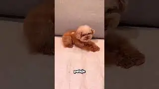El reto del cubito de hielo que muestra el verdadero carácter de tu perro 