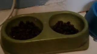 🐈🍴на кухне с МОТЯЙ