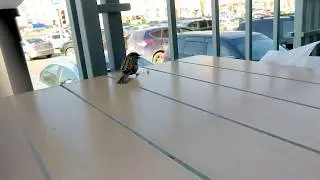 Sparrow 1