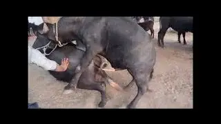New Animal Mating | First Time Mating Osm 2019 New Video.....