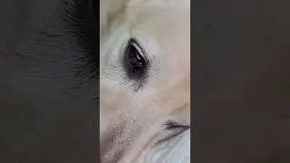 История Доры, @Zoovetdoctor 