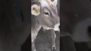 History of the Swiss cattle breed 