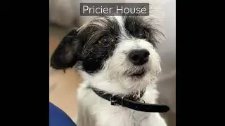 House Hunting With Pawsitive Bernie #shorts