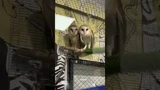 Уронил яйцо совы😭