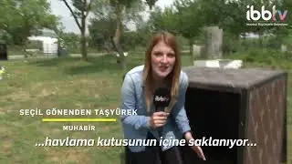 İşte hayat kurtaracak köpekler!
