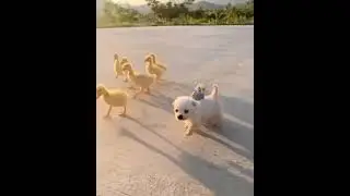 Кішкентай достар😍