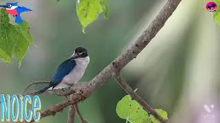Beautiful Kingfisher In The World//Very Cutest And Nice Birds Video New 2021