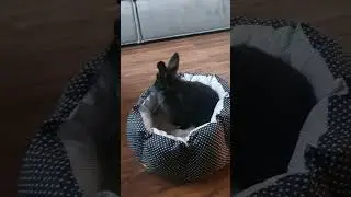 Рокки на прогулке по ВСЕЙ КВАРТИРЕ! 🏘🚪🐇