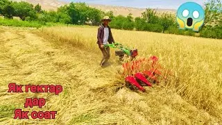 Техника барои дарави Гандум / АЧОИБ ТВ 2020