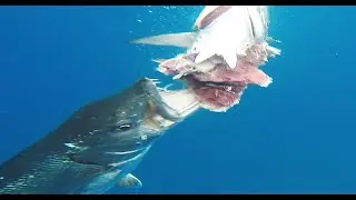 MASSIVE CUDAS Kept Eating our Blackfin Tuna. One jumps into the boat. PLUS 30 LB Blackfin Tuna!