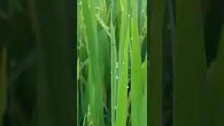 Morning dew drop on rice peddy plant