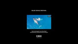 Exciting news from the Seychelles! First Blue Whale sightings since 1966!