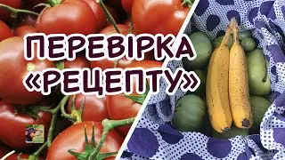 Як прискорити дозрівання томатів | Агро-Рокся