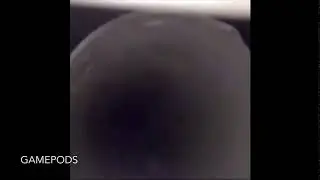 Bird boss