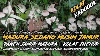 Alhamdulillah Dapet Jamur Lagi || jamur Trucuk Paling Banyak Sedang Panen