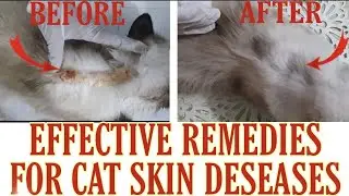 HOW TO TREAT CAT SKIN DESEASES. part 1