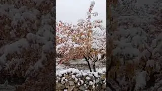 Spring Blossom In 