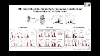 Koen Venken: Modulatory roles of Tregs in gut vs joint inflammation in TNF-driven spondyloarthritis