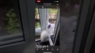 Помочь котятам: 2202200930527443