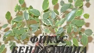 ФИКУС БЕНДЖАМИНА УХОД, ПОЛИВ ФИКУСА В ДОМАШНИХ УСЛОВИЯХ Ficus benjamina
