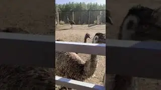 Страусы