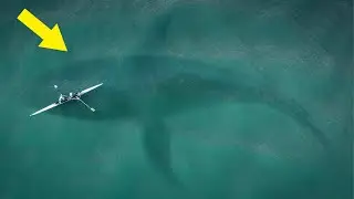Top 10 Biggest Animal In The World