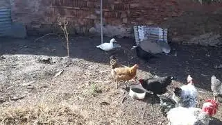 Sorpresa