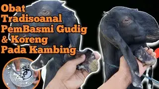Cara Mengobati Kambing Gudigan || ObatTradisional untuk mengobati Gudig dan Koreng pada kambing