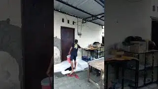 toba pulang