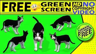 Cat green screen no copy right video    free green screen  green screen free