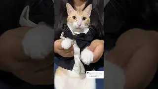 Les gustó mi outfit?😻 #viral #gatos #michi #shortvideos #cat #michis #shorts #parati #cats #pets