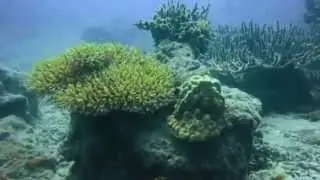 Visiting Treasure Island, FIJI