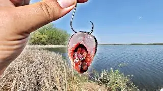 Using Cut Bait In A SWAMP For Catfish! (HUGE)