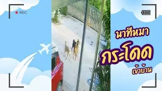 กล้องวงจรปิดจับภาพนาทีที่หมาโดดสูงถึง 2 เมตรเข้าบ้าน#ปังปอนลูกแม่เกียง #แม่เกียงเลี้ยงแมวจร
