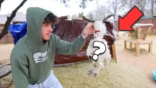 one of my animals is gone... (GRAPHIC)