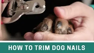 How to Trim Dog Nails with Clippers and File - The Alternative Cut Line