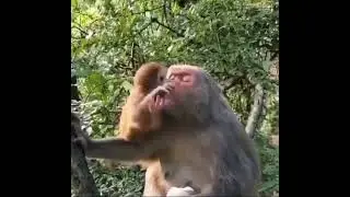 Motherly love! 🐒 💕 Credit : IG @kn.wildlife ⁠⁣🙏🏻
