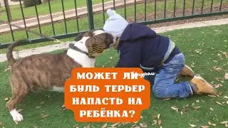 Может ли Буль Терьер напасть на ребёнка? #бультерьер #dog #bullterrier #собака #fyp #viralvideo