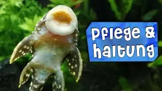 GOLDEN NUGGET WELS RICHTIG PFLEGEN (Brayancistrus xanthellus | L177, L85, L18) | Aqua Update