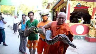 မြွေဘေးမဲ့ခြံရှိရာ စိတ္တသုခတပ်ဦးကျောင်းတိုက် - Monastery turned snake sanctuary