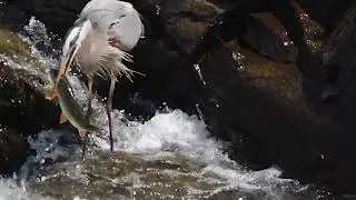Gone Fishin'...Great Blue Herons