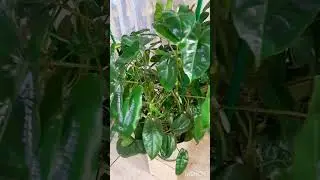 Филодендрон Бурле Маркс Грин #филодендрон