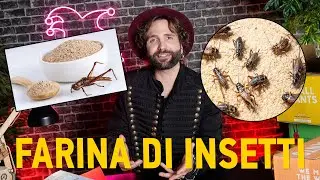 La farina d'insetto - EXTRASHOW