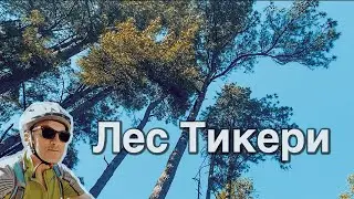 На велосипедах в лес Тикери #Грузия #Отъехавшие