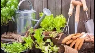 Gardening in Canada 🇨🇦 Edmonton Alberta wow