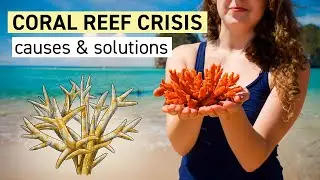 The coral reef crisis explained: causes and solutions