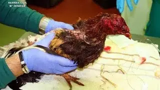 🛑🐔Detenidos por PELEAS DE GALLOS en Cantabria🐔🛑
