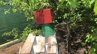 Невероятно эффективное приспособление для ловли пчелиного роя!