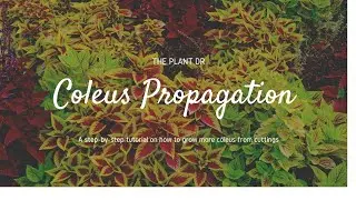 How to propagate by cuttings (coleus)